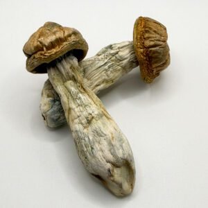 mindmelt mushroom caps